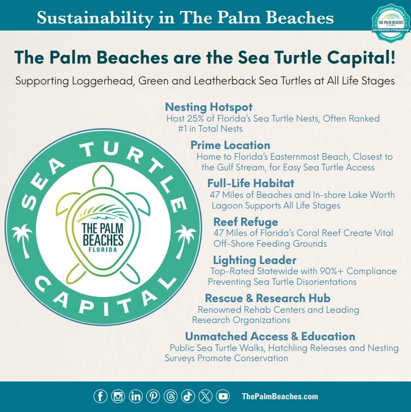 Die Palm Beaches sind die Hauptstadt der Meeresschildkröten und beherbergen Unechte Karettschildkröten, Grüne Meeresschildkröten und Lederschildkröten in allen Lebensstadien.