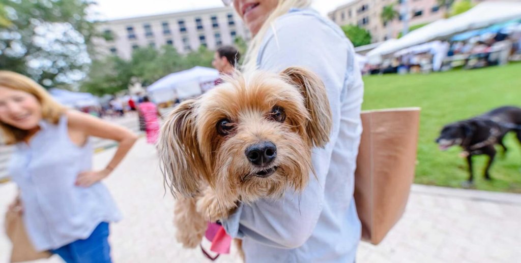 Happy dog at Green Market