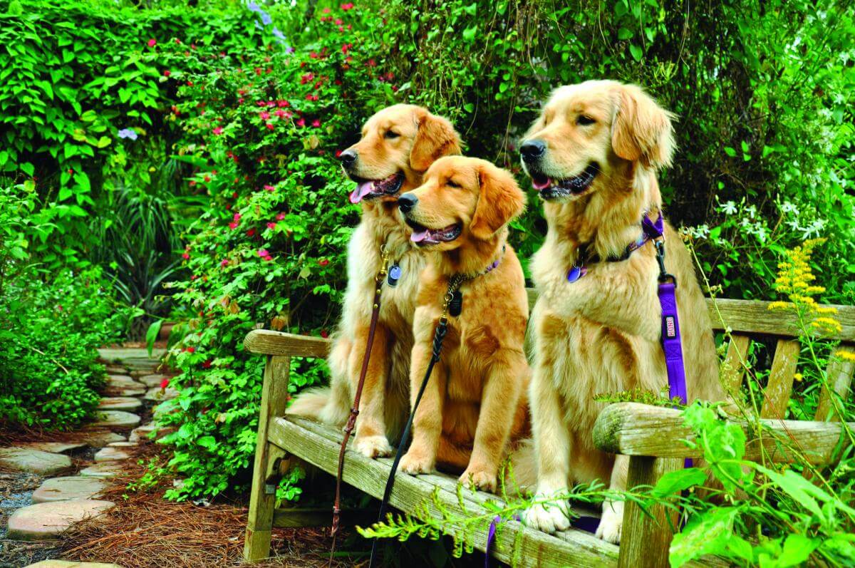 Perros en el jardín