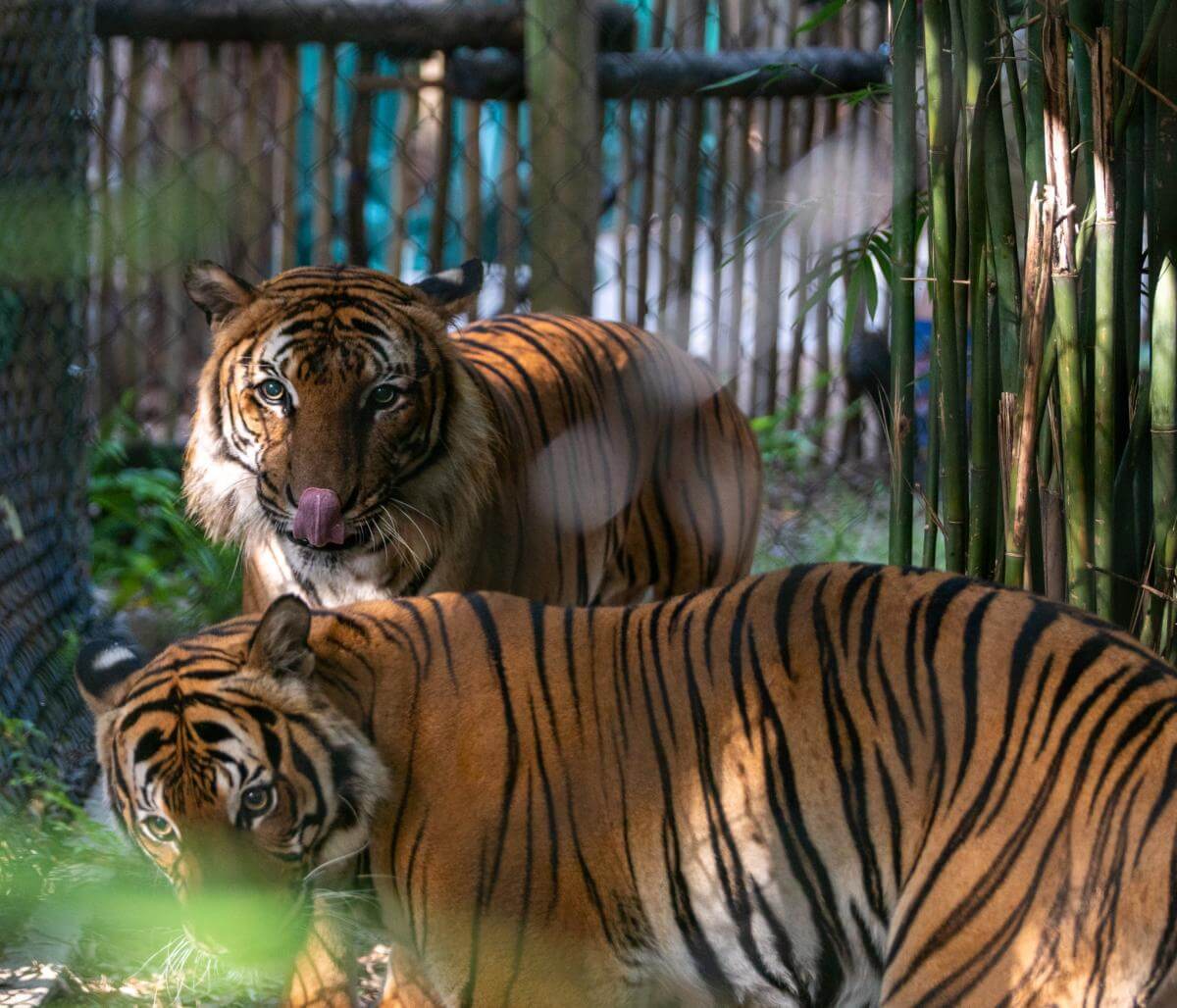 Tigers at Palm Beach Zoo & Conservation Society West Palm Beach