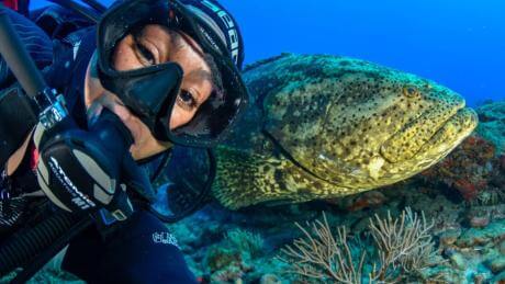 Scuba diver with goliath grouper