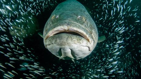 goliath groupers