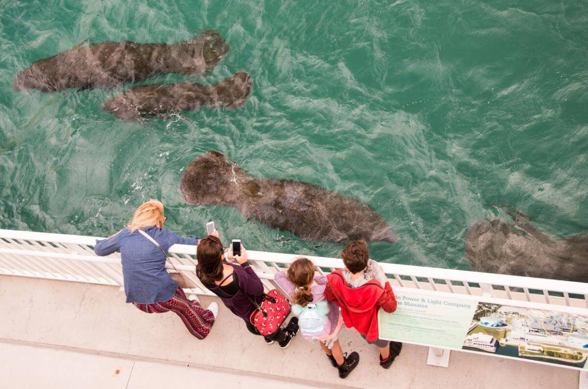 People observing manatees from a viewing platform