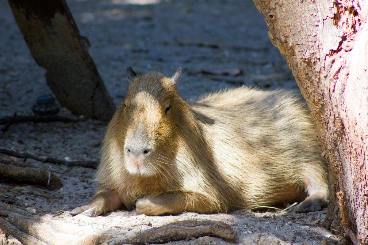 A capybara at the Palm Beach Zoo