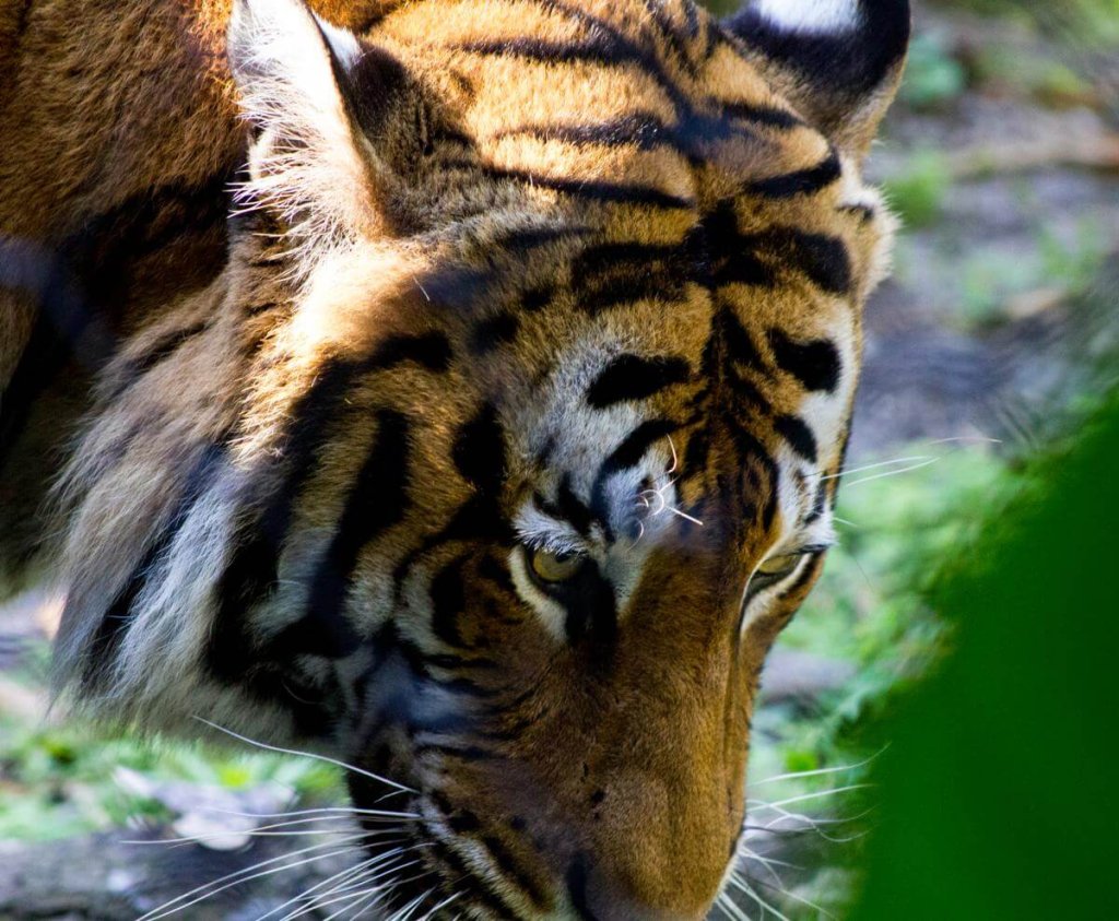Tigre en el zoo de Palm Beach