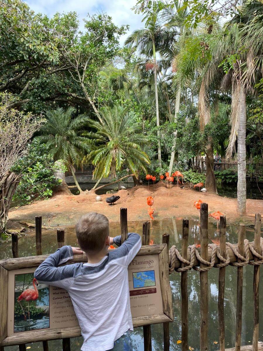 Palm Beach Zoo flamingo exhibit