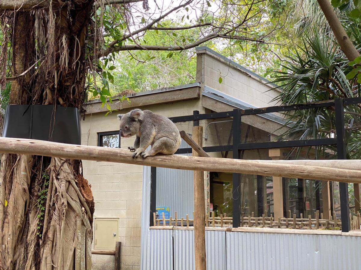 A koala at the Palm Beach Zoo