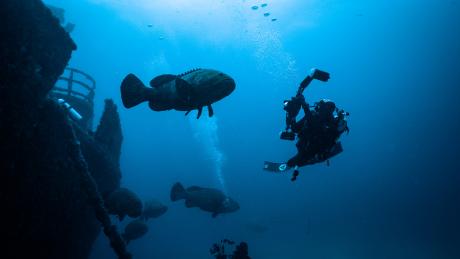 Scuba diers with ship wreck and groupers