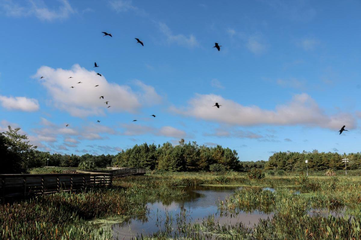 Birds flying over the boardwalk and wetlands at Green Cay Nature Center