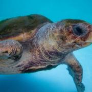 Large sea turtle swimming in water tank at Loggerhead Marinelife Center