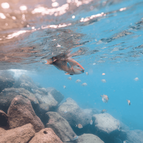 peixes