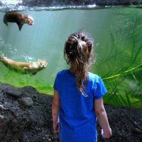Young girl look at otters at the zoo