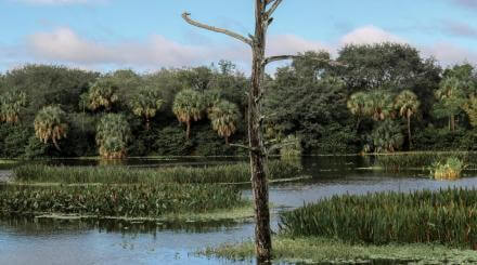 Trees in a wetland marsh