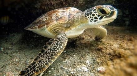 Seas turtle underwater in The Palm Beaches