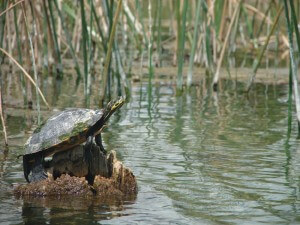 1.3 turtle on a stump in the water
