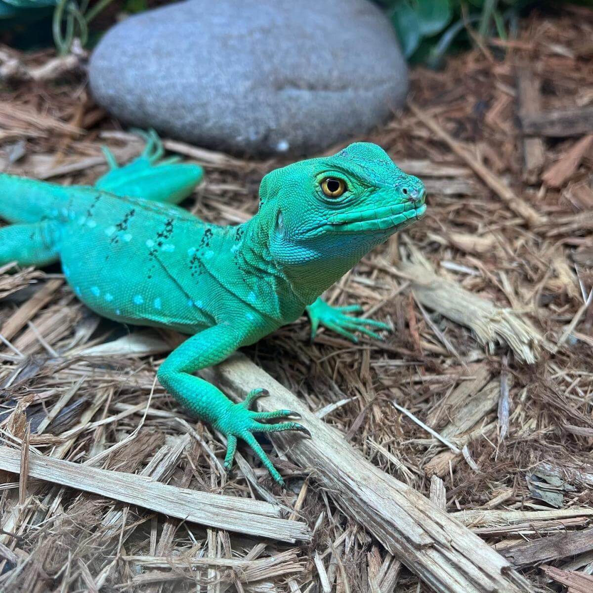 Green lizard at Sandoway Discovery Center