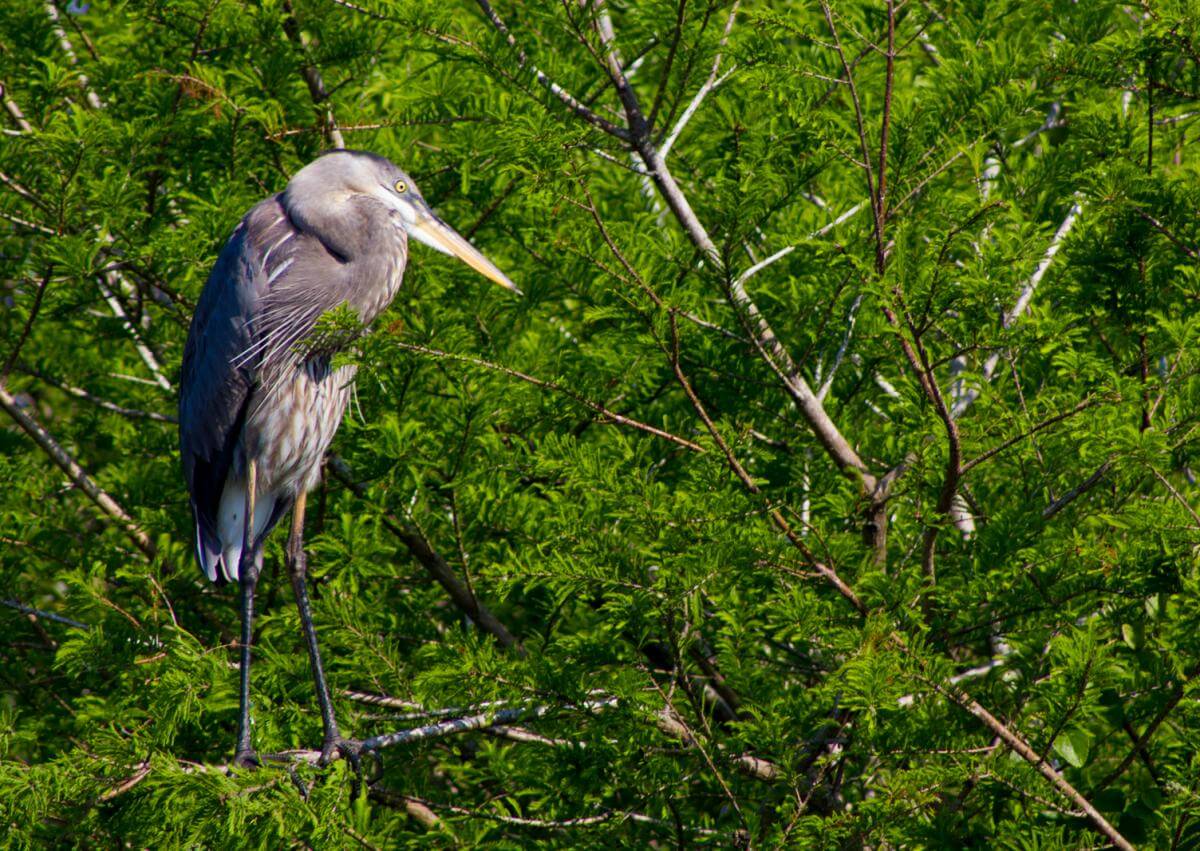 Great blue heron, Green Cay Nature Center