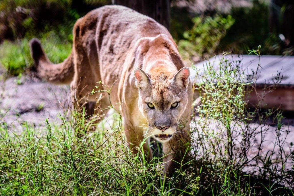 un puma caminando por la hierba