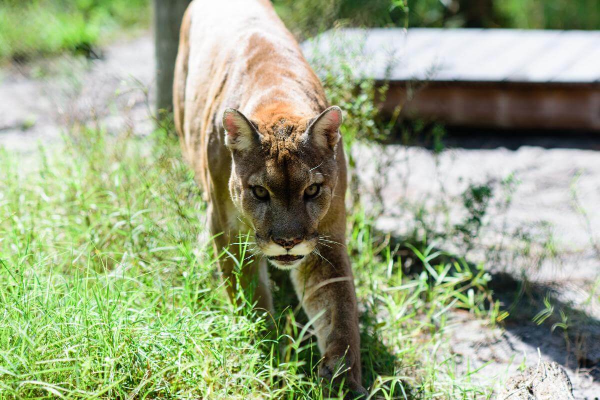 Florida panther, Busch Wildlife Sanctuary