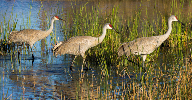 Three sandhill cranes in a marsh