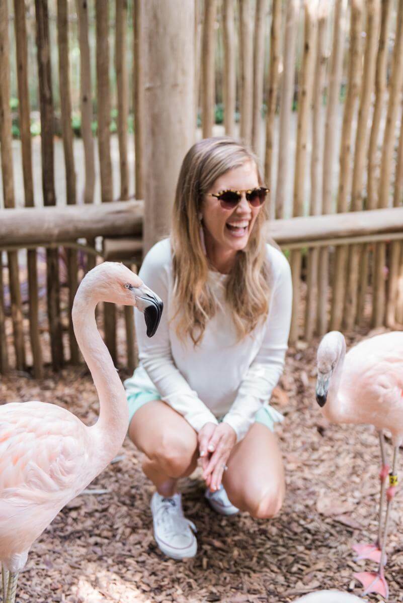 Flamingos at the Palm Beach Zoo