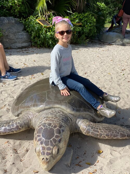Sea Turtles & More: Everything to Do at Gumbo Limbo Nature Center