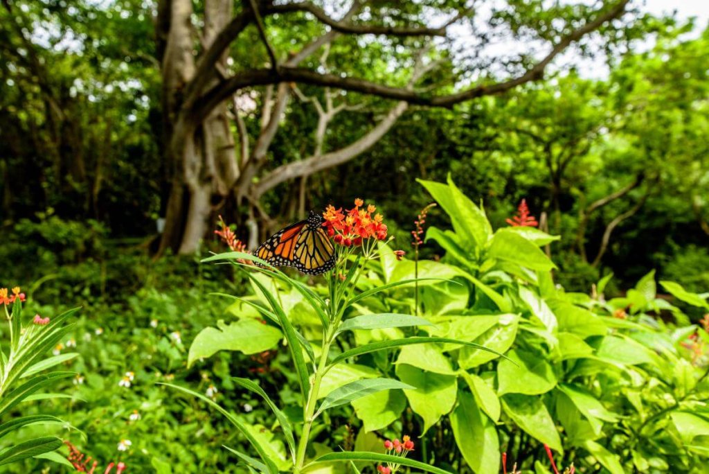 Borboleta no Gumbo Limbo Nature Center 