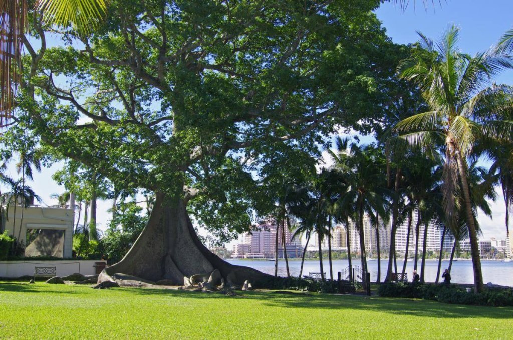 Kapok Tree on Lake Trail