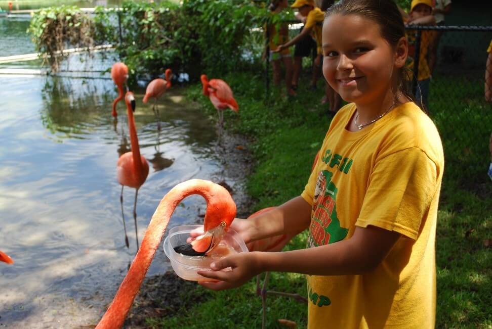 Girl giving drinking water to a flamingo