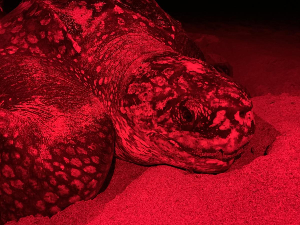A nesting leatherback sea turtle