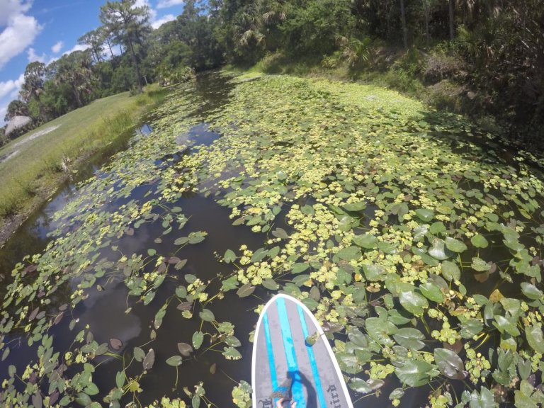 Paddleboarding Nature in The Palm Beaches