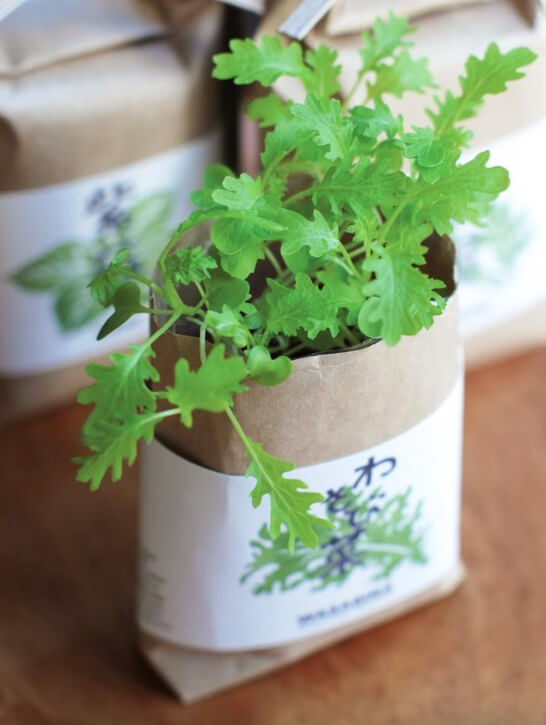 Wasabina herb seed growing kit