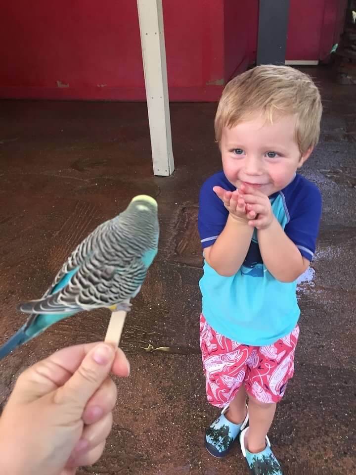 Small boy feeding a Lory Bird.