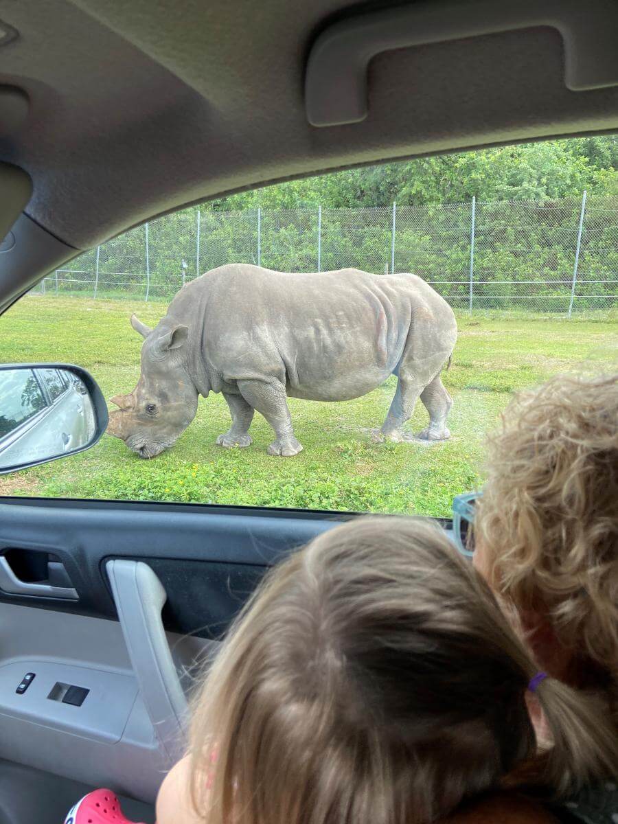 Family looking at a Rhino