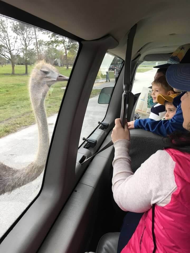 Family looking at an Ostrich.