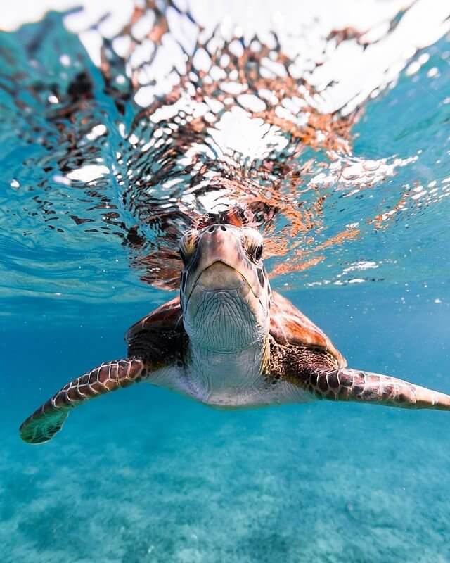 Tortuga