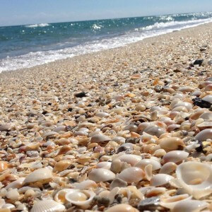 Juno Beach shells