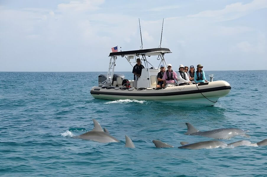 Un grupo de personas a bordo de un barco observa a los delfines que nadan junto a ellos en mar abierto