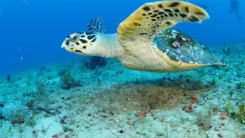 Respeite os moradores locais: Como proteger as tartarugas marinhas nesta temporada de nidificação
