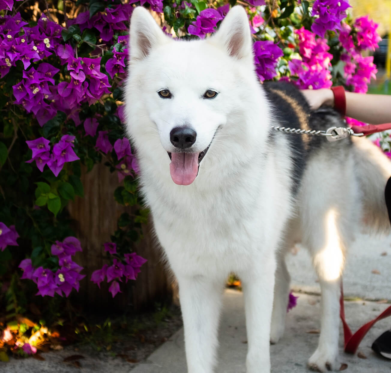 Les Palm Beaches accueillantes pour les animaux de compagnie