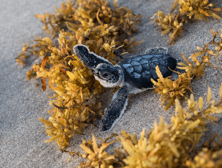 Ser respetuoso con el medio ambiente: negocios y atracciones sostenibles en Palm Beaches