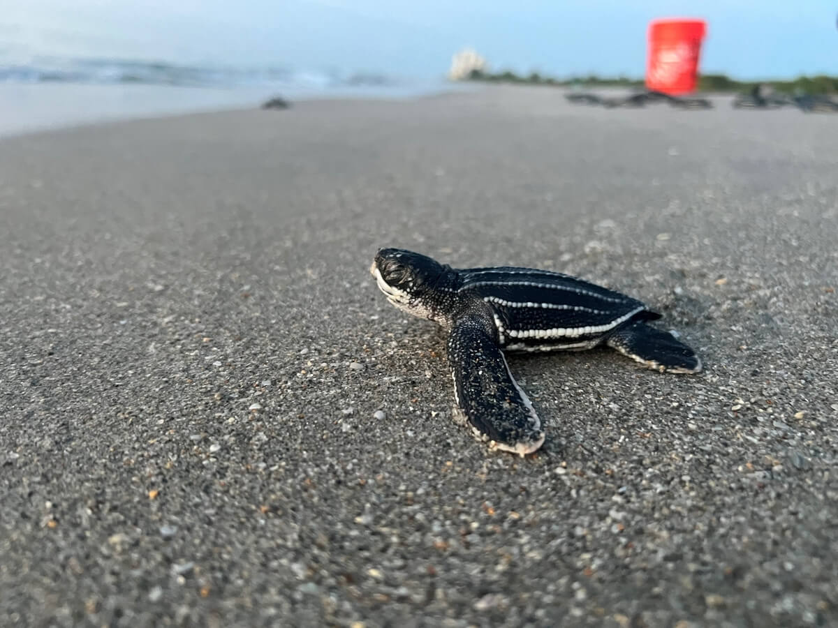 A tiny black sea turtle hatchling with distinctive white stripes crawls across the wet sand of a beach at sunrise
