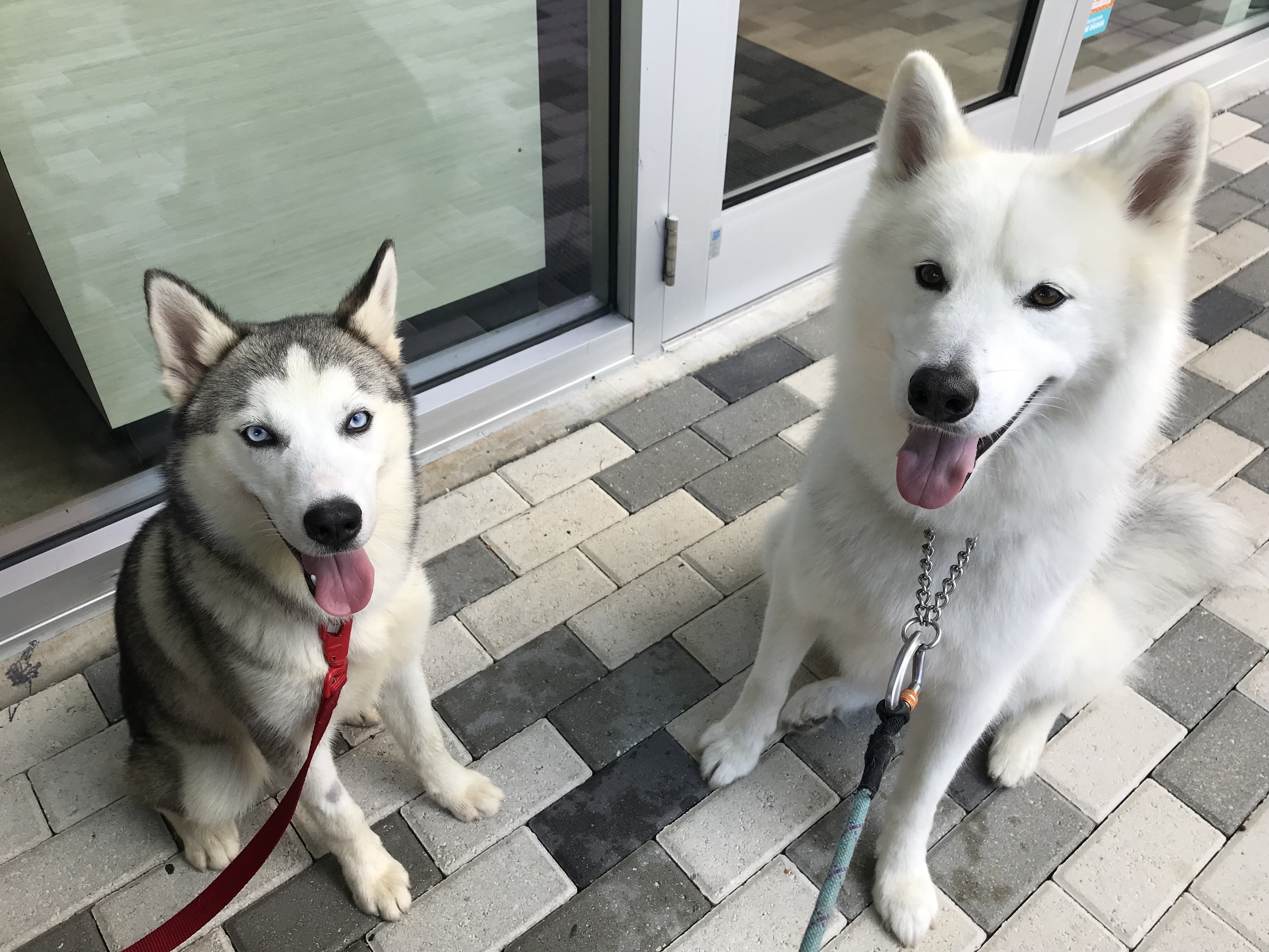 Dog-Friendly Dining: Best Restaurants & Cafes for You and Your Pet