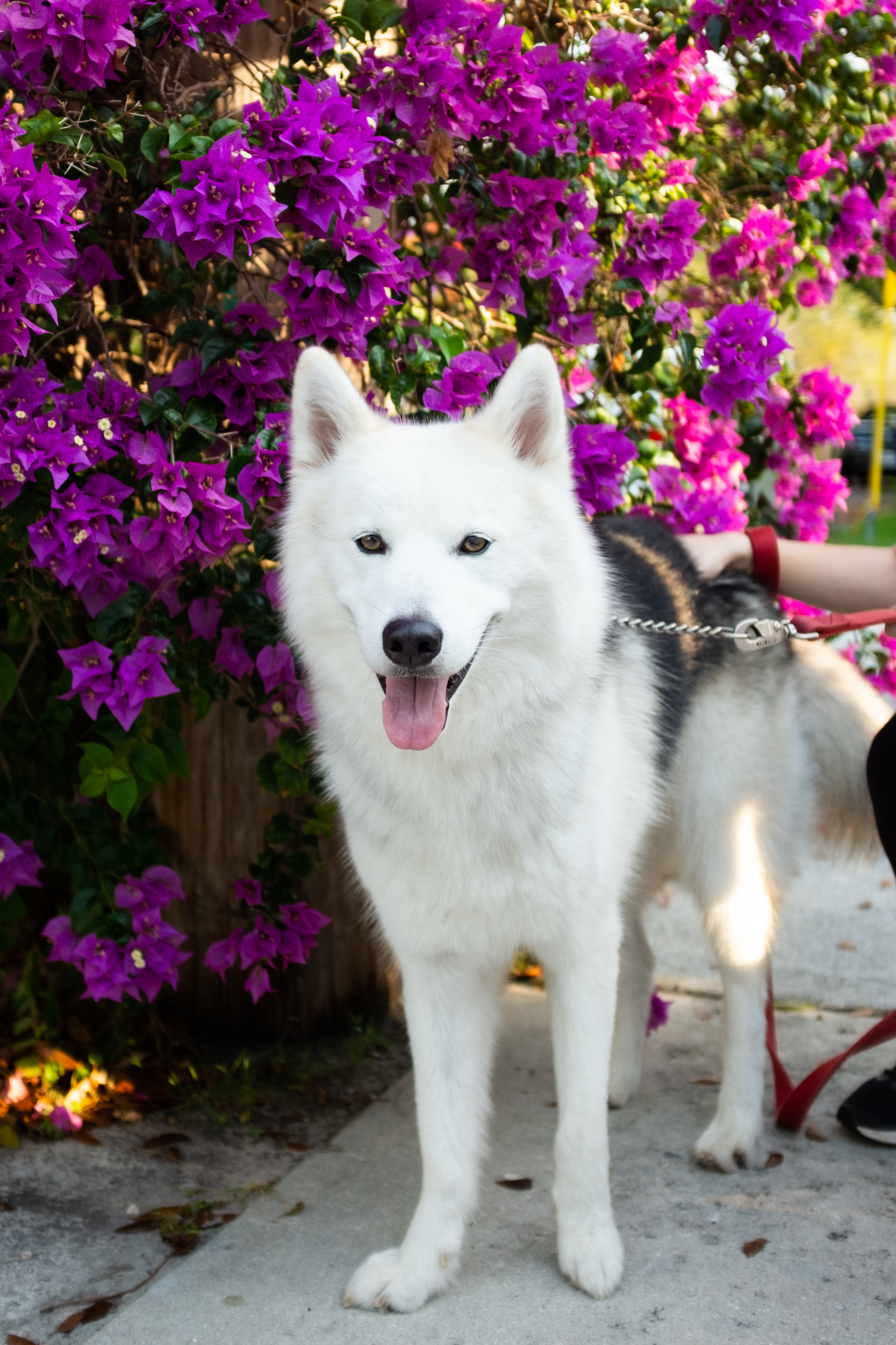 Dog-Friendly Dining: Best Restaurants & Cafes for You and Your Pet