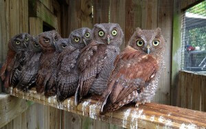 50% Off VIP Tour at Busch Wildlife Sanctuary  