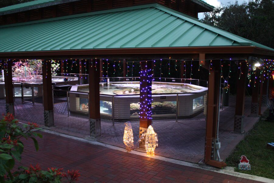A festive pavilion with a green roof is illuminated by colorful string lights and features a central pond with a fountain, surrounded by a brick pathway and lush greenery