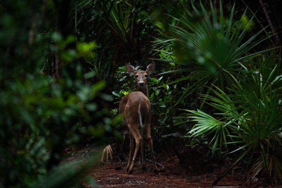 A deer stands alert in a dense, lush forest, surrounded by tall green foliage and palm fronds