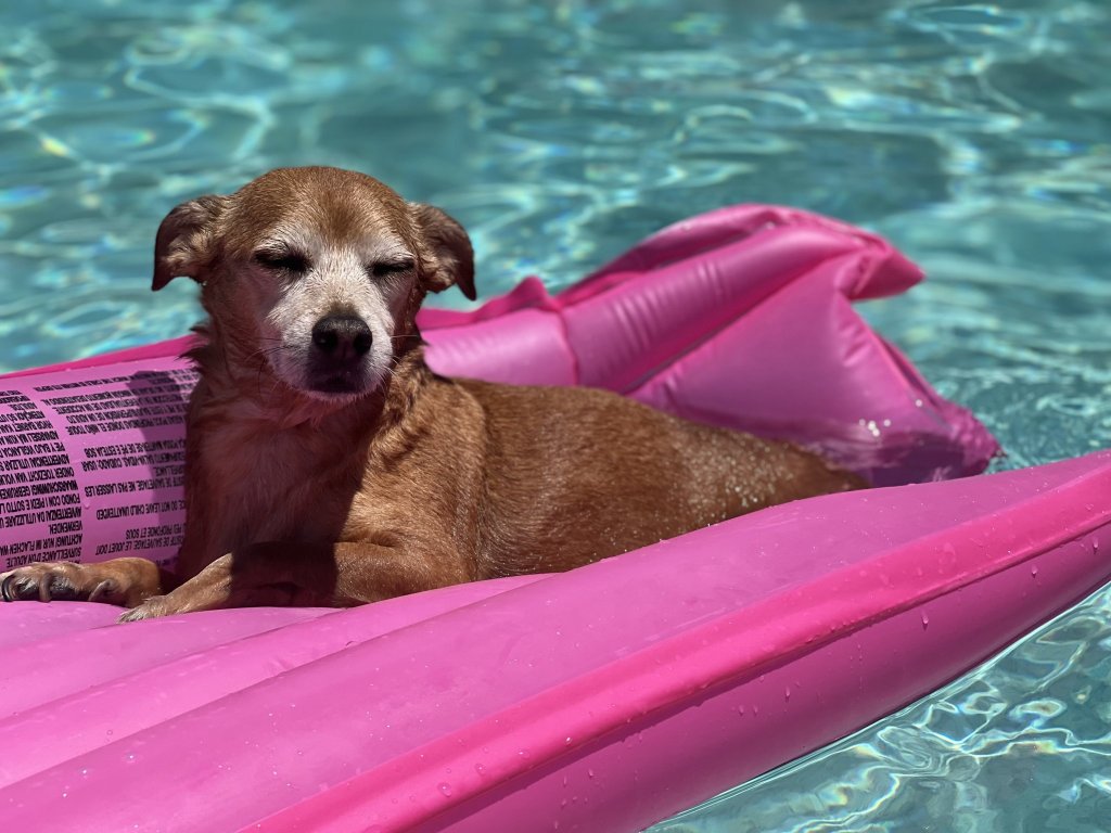Un perrito marrón con manchas blancas descansa sobre una balsa inflable rosa en una piscina de un azul brillante
