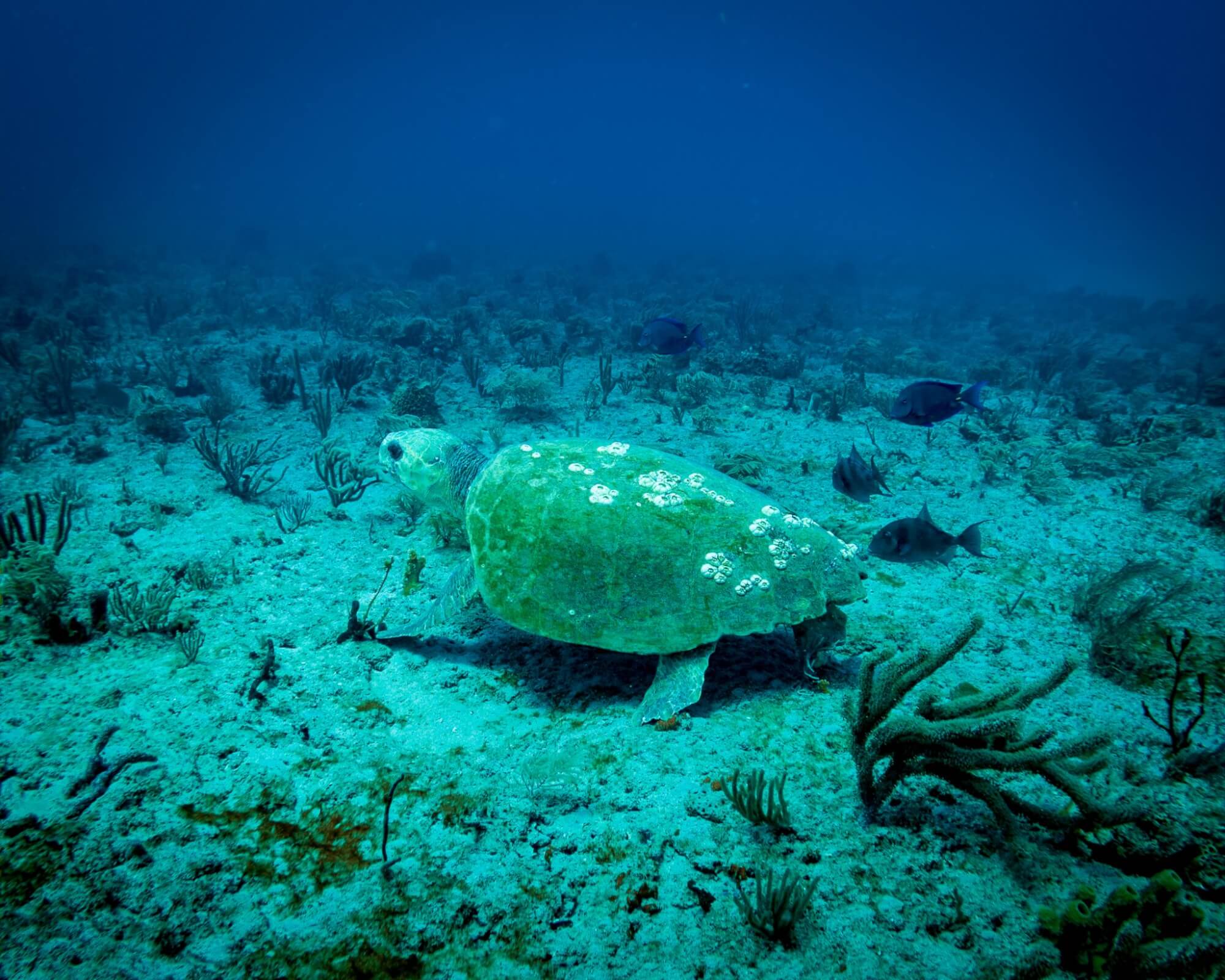 Eine grüne Meeresschildkröte schwimmt anmutig über ein lebhaftes Korallenriff, in dem es von Meereslebewesen wimmelt