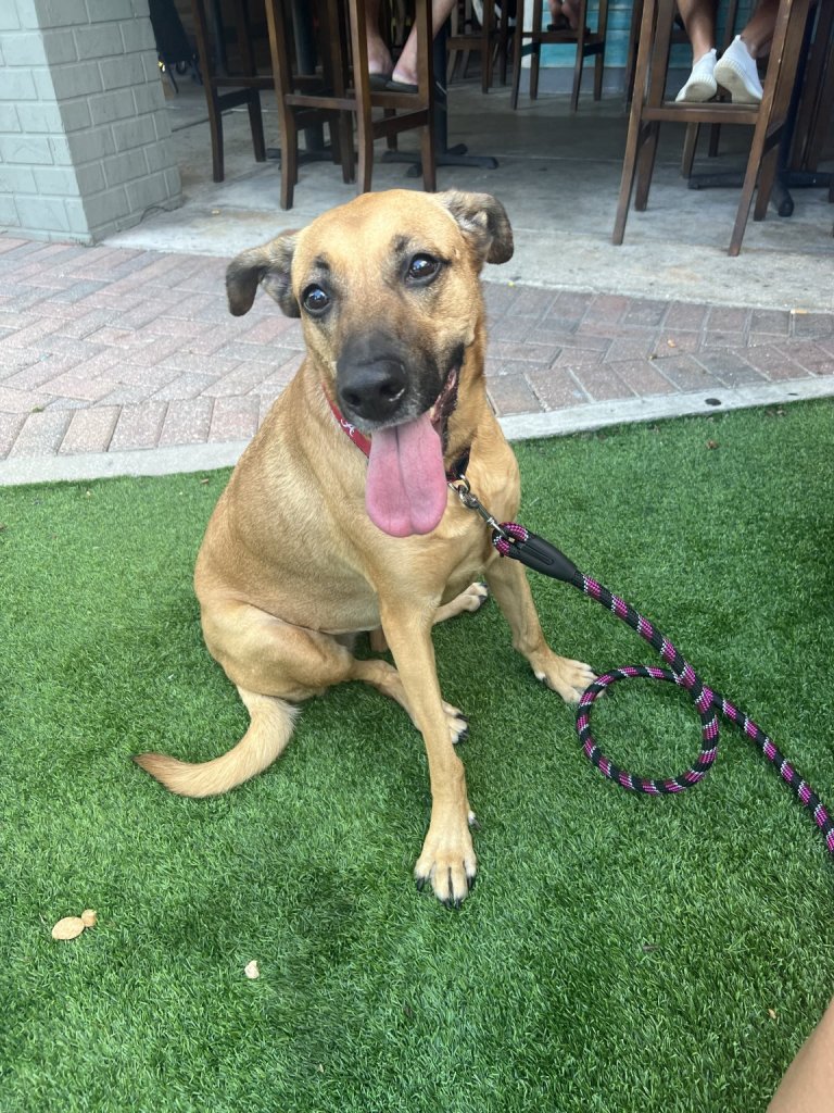 Un perro simpático con la lengua rosa está sentado sobre un trozo de césped artificial verde; lleva un collar rojo y una correa negra con rayas rosas